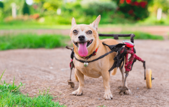 8 روشی که ویلچر سگ به حیوانات خانگی با مشکلات پای عقب کمک می کند