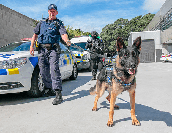 German Shepherd - Police Dog Breeds 
