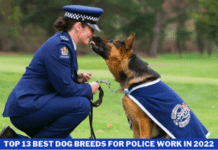 Top 13 Best Dog Breeds for Police Work in 2022 Top 13 Best Dog Breeds for Police Work in 2022