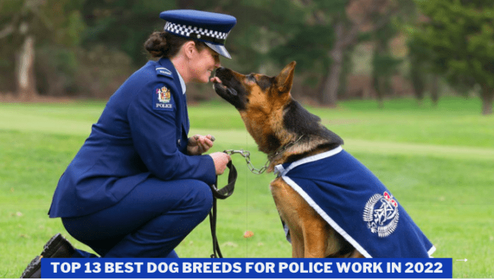 Top 13 Best Dog Breeds for Police Work in 2022