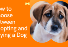 How to Choose Between Adopting and Buying a Dog How to Choose Between Adopting and Buying a Dog