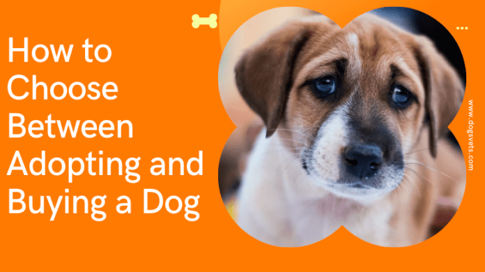 How to Choose Between Adopting and Buying a Dog