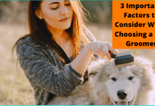 3 Important Factors to Consider When Choosing a Dog Groomer 3 Important Factors to Consider When Choosing a Dog Groomer