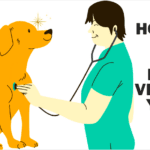 How to Find the Best Vet for Your Pet