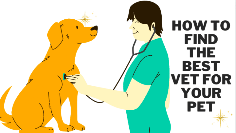 How to Find the Best Vet for Your Pet