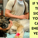If You See These 7 Signs on Your Pet, Call an Emergency Vet ASAP If You See These 7 Signs on Your Pet, Call an Emergency Vet ASAP