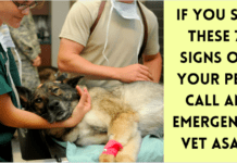 If You See These 7 Signs on Your Pet, Call an Emergency Vet ASAP If You See These 7 Signs on Your Pet, Call an Emergency Vet ASAP