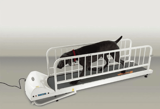 Gopet Petrun Treadmill For Big Dogs