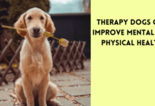 Therapy Dogs Can Improve Mental And Physical Health Therapy Dogs Can Improve Mental And Physical Health