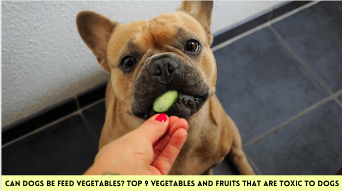 Can dogs be feed vegetables? 9 vegetables and fruits that are toxic to dogs