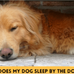 Why Does My Dog Sleep by the Door? 5 Things to Know