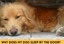 Why Does My Dog Sleep by the Door? 5 Things to Know Why Does My Dog Sleep by the Door? 5 Things to Know