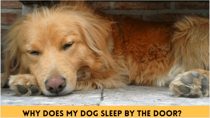 Proč můj pes spí u dveří? 5 věcí, které byste měli vědět