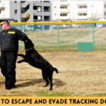 How to Escape and Evade Tracking Dogs – 10 Basic Tips to Know How to Escape and Evade Tracking Dogs - 7 Basic Tips