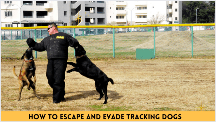 Kako pobegniti in se izogniti psom za sledenje - 7 osnovnih nasvetov