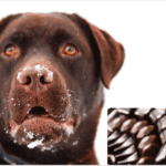 How much chocolate will kill a dog – The Complete Guide (7 Tips To Know) How much chocolate will kill a dog - The Complete Guide (7 Tips To Know)