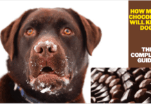 How much chocolate will kill a dog – The Complete Guide (7 Tips To Know) How much chocolate will kill a dog - The Complete Guide (7 Tips To Know)