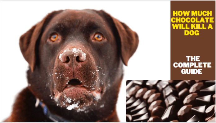 How much chocolate will kill a dog - The Complete Guide (7 Tips To Know)