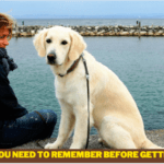 Things You Need to Remember Before Getting a Dog - 6 Things to Know