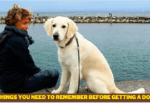 Things You Need to Remember Before Getting a Dog – 6 Things to Know Things You Need to Remember Before Getting a Dog - 6 Things to Know