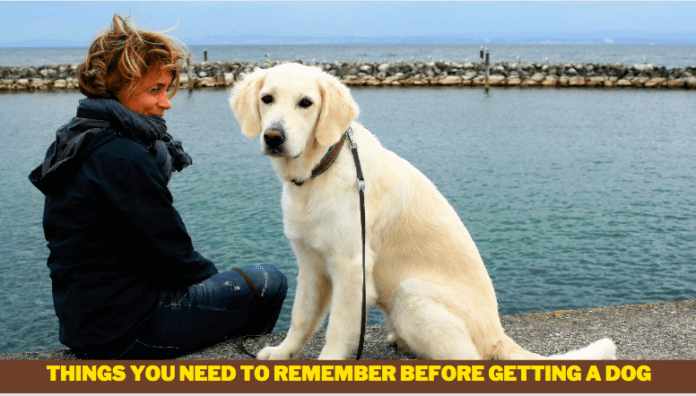 Things You Need to Remember Before Getting a Dog - 6 Things to Know