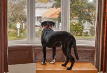 How to Prevent Separation Anxiety in Your Pet (2022) How to Prevent Separation Anxiety in Your Pet (2022)