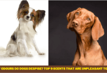 What odours do dogs despise? Top 9 scents that are unpleasant to dogs What odours do dogs despise? Top 9 scents that are unpleasant to dogs
