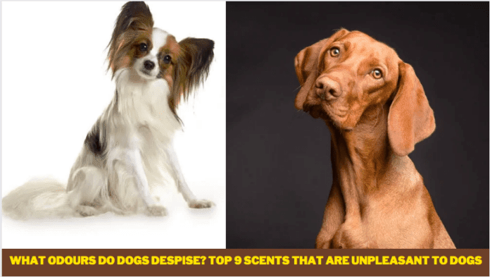What odours do dogs despise? Top 9 scents that are unpleasant to dogs
