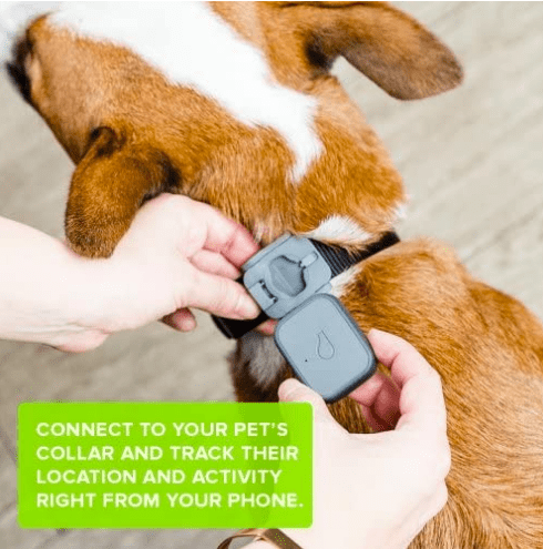 The Whistle GPS Pet Tracker and Activity Monitor