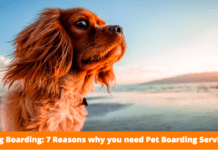 Dog Boarding: 7 Reasons why you need Pet Boarding Service Dog Boarding: 7 Reasons why you need Pet Boarding Service