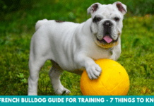 The French Bulldog Guide For Training – 7 Things to Know The French Bulldog Guide For Training - 7 Things to Know