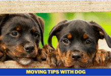 Moving Tips with Dog – 11 Things You Need to Know Moving Tips with Dog - 11 Things You Need to Know