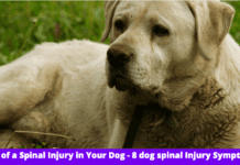 Signs of a Spinal Injury in Your Dog – 8 dog spinal Injury Symptoms Signs of a Spinal Injury in Your Dog - 8 dog spinal Injury Symptoms