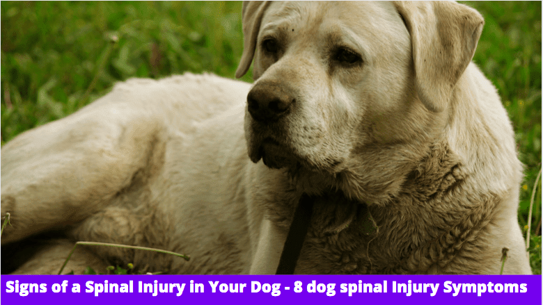 Signs of a Spinal Injury in Your Dog - 8 dog spinal Injury Symptoms