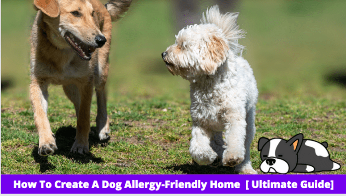 How To Create A Dog Allergy-Friendly Home [ Ultimate Guide]