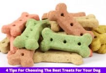 4 Tips For Choosing The Best Treats For Your Dog 4 Tips For Choosing The Best Treats For Your Dog