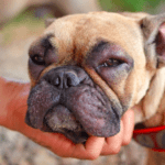 How To Take Care Of Dogs With Sensitive Skin And Allergies How To Take Care Of Dogs With Sensitive Skin And Allergies