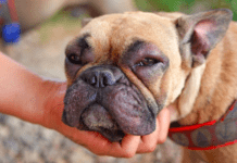 How To Take Care Of Dogs With Sensitive Skin And Allergies How To Take Care Of Dogs With Sensitive Skin And Allergies