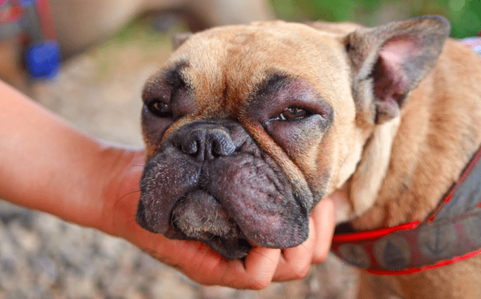 Kaip prižiūrėti šunis, kurių oda jautri ir yra alergiški