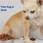 what to do if your dog is a picky eater