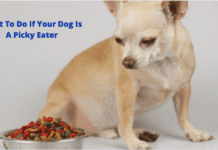 What To Do If Your Dog Is A Picky Eater what to do if your dog is a picky eater