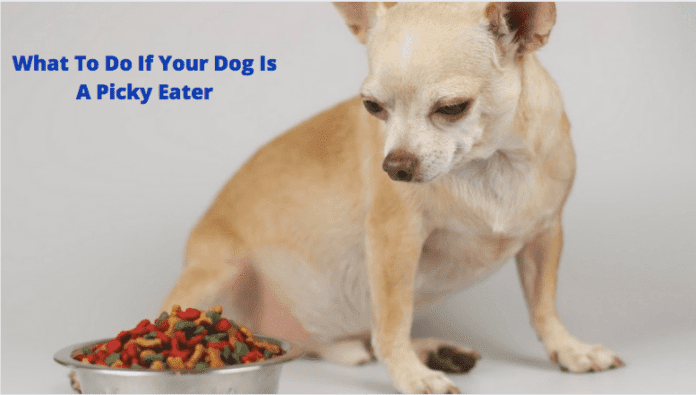que facer se o teu can é un comedor esixente