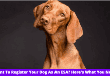 Want To Register Your Dog As An ESA? Here’s What You Need To Know Want To Register Your Dog As An ESA? Here's What You Need To Know