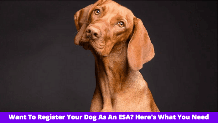 想要将您的狗注册为 ESA？ 这是您需要知道的
