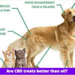 Are CBD treats better than oil? 3 Things to Know