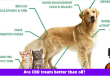 Are CBD treats better than oil? 3 Things to Know Are CBD treats better than oil? 3 Things to Know