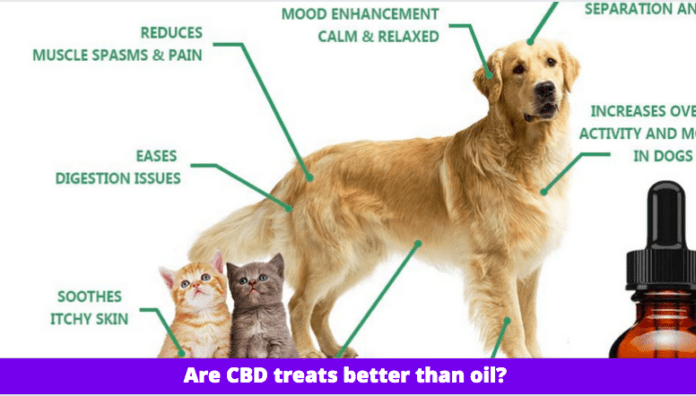 Are CBD treats better than oil? 3 Things to Know