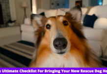 The Ultimate Checklist For Bringing Your New Rescue Dog Home The Ultimate Checklist For Bringing Your New Rescue Dog Home