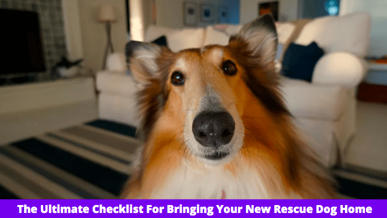 The Ultimate Checklist For Bringing Your New Rescue Dog Home