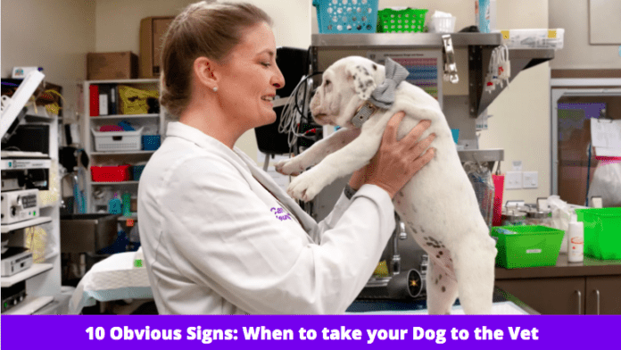 10 Obvious Signs: When to take your Dog to the Vet [Complete Guide]